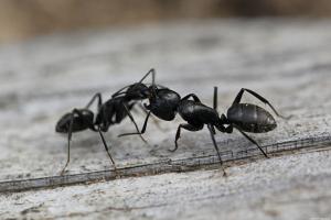 Hvordan at slippe af med myrer i landet i en dag, for evigt
