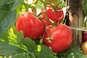 Accelererer modning tomater og øge deres høst med 2 gange