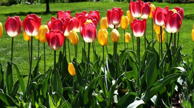 Tulip - et af symbolerne på foråret haven! Foto: wallpaperscraft.ru