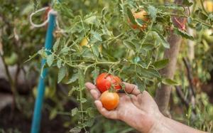 Hvorfor tomater blomstrede voldsomt, og er vokset lidt frugt.