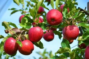 Hvad hvis æblet og blomme ikke bære frugt?