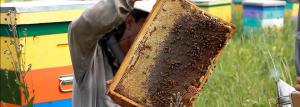 Hives fra Epps - fordele og ulemper