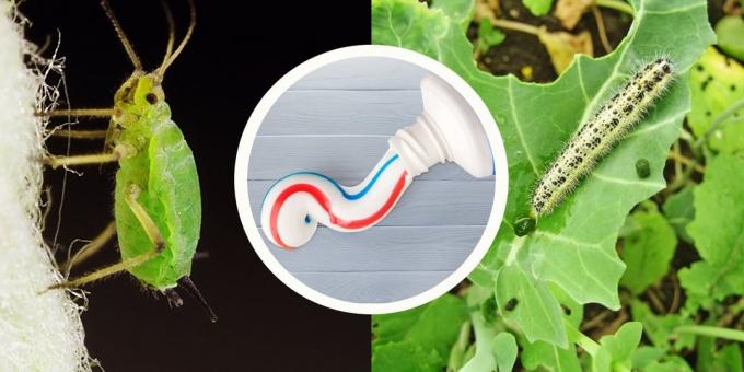 Tandpasta vil aflaste dig af kål hvid sommerfugl og bladlus