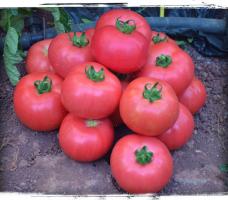 6 sorter af store og kødfulde tomater