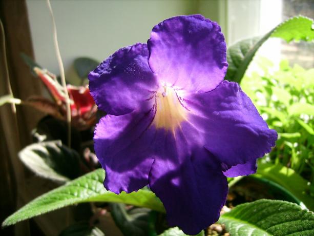 Store blomster - en af ​​de vigtigste fordele ved strepokarpusa