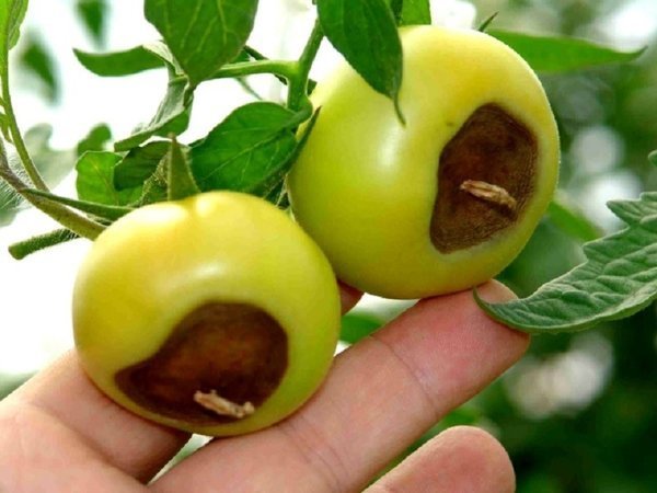 Et klassisk eksempel på den apikale rådne i tomater. Billeder - liveinternet.ru