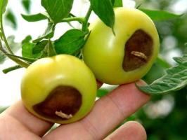 Blossom rot af tomater: symptomer og behandling