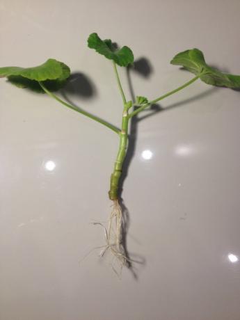 Geranium stilke med rødder (foto-Internet)