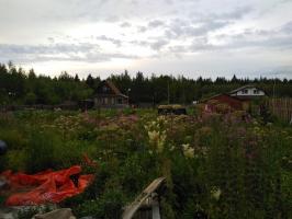 Kampen mod "junglen" på sitet. Jeg indså, at det er bedre at vedligeholde end at lide det.