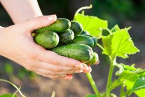 10 hemmeligheder rig høst agurker i din have