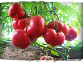 5 mest produktive sorter af tomater