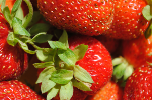 Hvordan til at plante og udbrede jordbær med agrovoloknom i haven. Fordele og ulemper