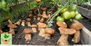Hvordan til at vokse svampe i sommerhuset