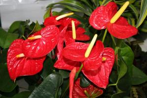 Ønsker smukke flor Anthurium? Nogle vigtige tips til at hjælpe dig i denne