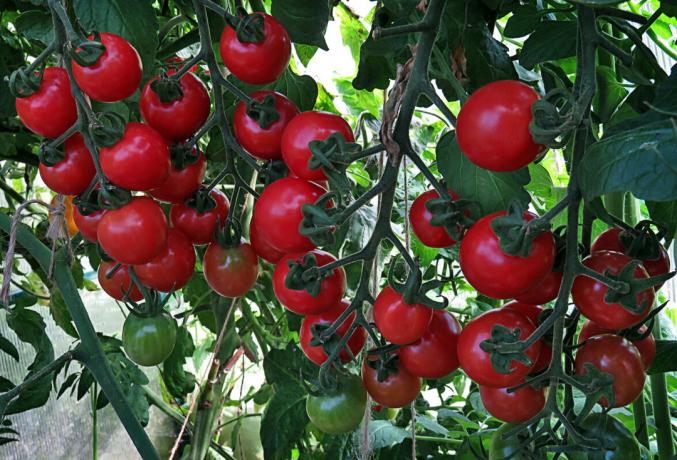 Tomater modnet på Bush, har stort udbytte i smag og lugt i "vindue"