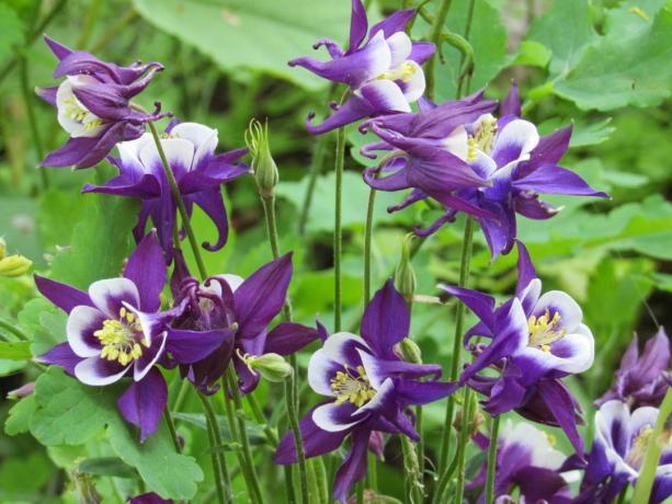 Dette er vigtigt! Aquilegia vokser på nr 1, 4-5 år, hvorefter busken anbefales at opdatere. Ellers vil det miste i izrastotsya og dekoration.