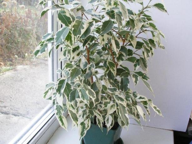 Dejlig Ficus benjamina. Illustrationer af det materiale taget fra internettet