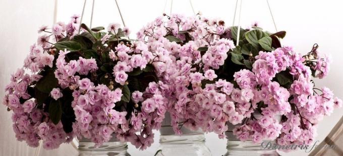 En optøjer af blomstrende violer ampelnyh (kilde: Yandeks.Kartinki)