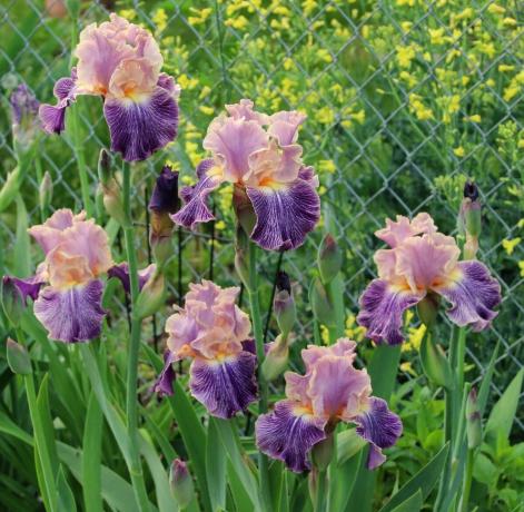 Iris kan kaldes guddommelig blomst. De gamle grækere kaldte planten til ære for deres gudinde Iris, som nedstammer fra himlen i den dødelige verden over regnbuen. Iris og oversætter som "regnbue" senere botanikere besluttet ikke at røre noget i navnene. Og det med rette!