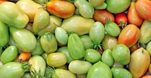 Allerede i oktober, men tomaterne stadig grønt? Hvordan kan accelerere deres modning?
