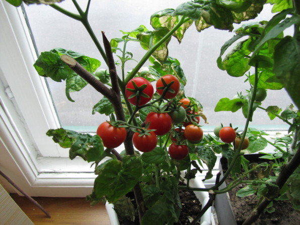 Søges tomater