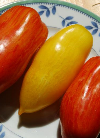 Sorter af tomater Banana ben (vist gul)