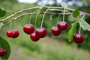 Til kirsebær god frugt i det næste år: Hvordan kan jeg gøde og beskytte mod gnavere
