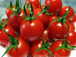 Cherry tomater til at modne hurtigere, at gøre? Pleje og landbrugsteknikker
