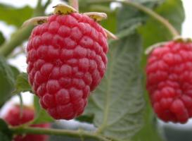Hindbær er en stor og søde: 7 Secrets of omsorg for bær i haven