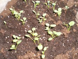 Foderet træg kimplanter at vokse godt? Madlavning mirakel gødning