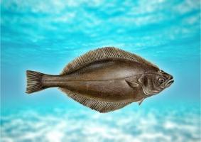 Fisk helleflynder: beskrivelse, fordele og mulig skade på kroppen