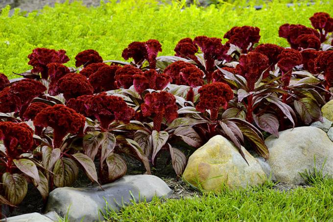 Celosia cristata, slags "Dracula". se: http://semena-sazhency.ru