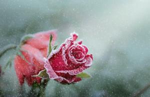 Hvordan forbereder roser til vinter fra A til Z, for at undgå manglende