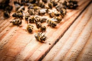 Vanga havde ret? Hvorfor bier er ved at dø i massevis?