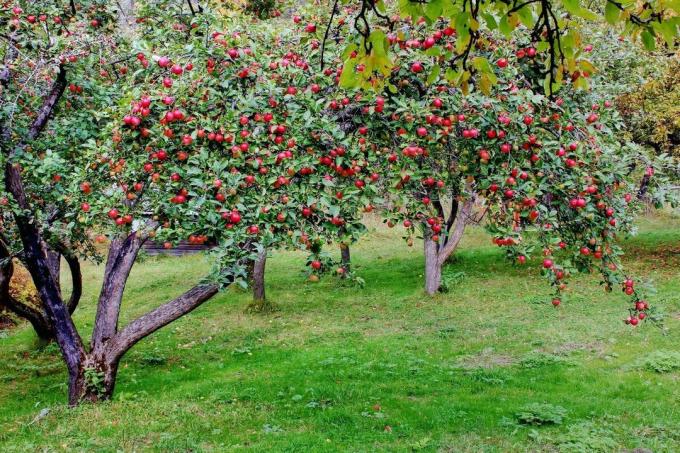 Et fint eksempel på en velbevaret æbleplantage